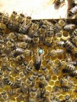 Пчёлы.Пчелопакеты.Пчелиные плодные матки.Карпатка фото к объявлению